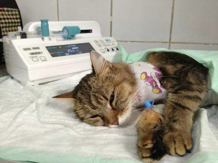 Кошка после чумки