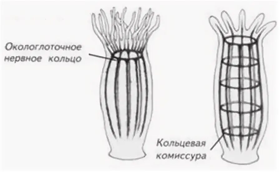 Радиальная симметрия диффузная нервная система анаэробное