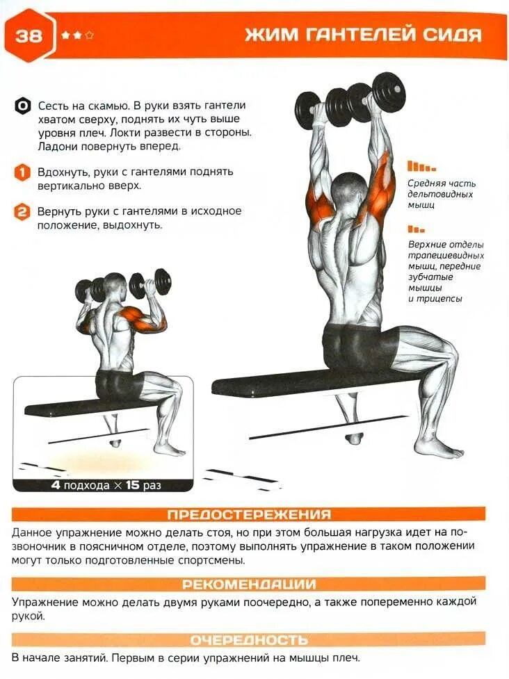 Гантели вверх сидя. Правильное выполнение жима гантелей сидя. Жим гантелей сидя техника выполнения. Упражнение жим гантелей сидя. Жим гантелей вверх сидя.