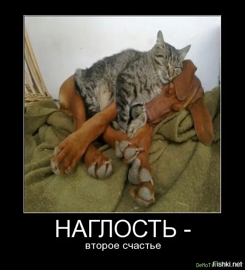 Наглость это. Наглость-второе счастье людей. наглость 2 счастье. наглость второе счастье картинки. приколы про наглость.