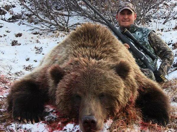 Выстрел в медведя. Охота на медведя весной на алтае. Самые убойные места у медведя. Выстрел в медведя. Убойные места по медведю.