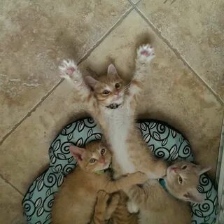 3 кота прикол