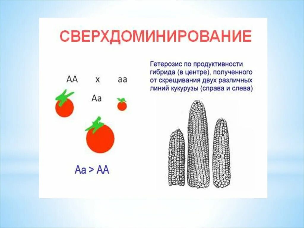 Гетерозис схема скрещивания. Теория доминирования гетерозис. Гетерозис сверхдоминирование схема. Эффект гетерозиса у растений. Теория доминирования