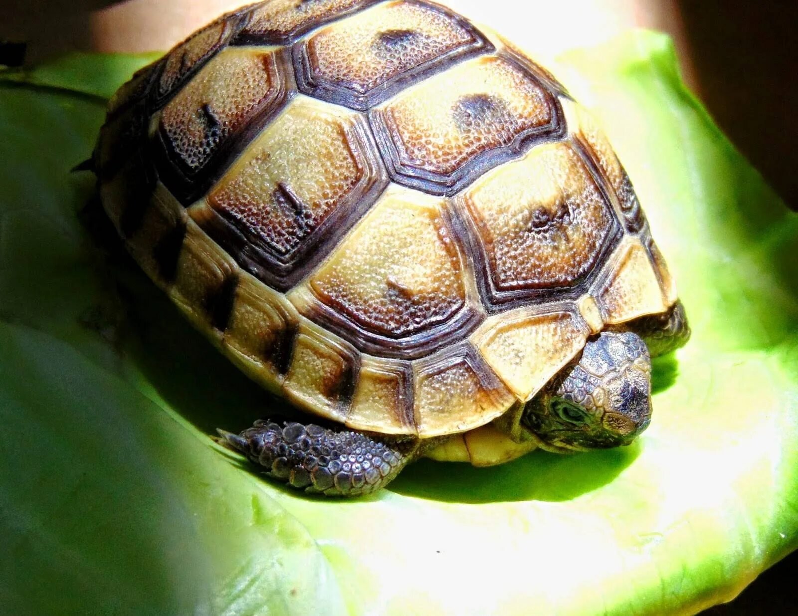 Черепаха домашнее фото. Сухопутная черепаха. Среднеазиатская красноухая черепаха. Балканская сухопутная черепаха. Черепаха сухопутная домашняя.