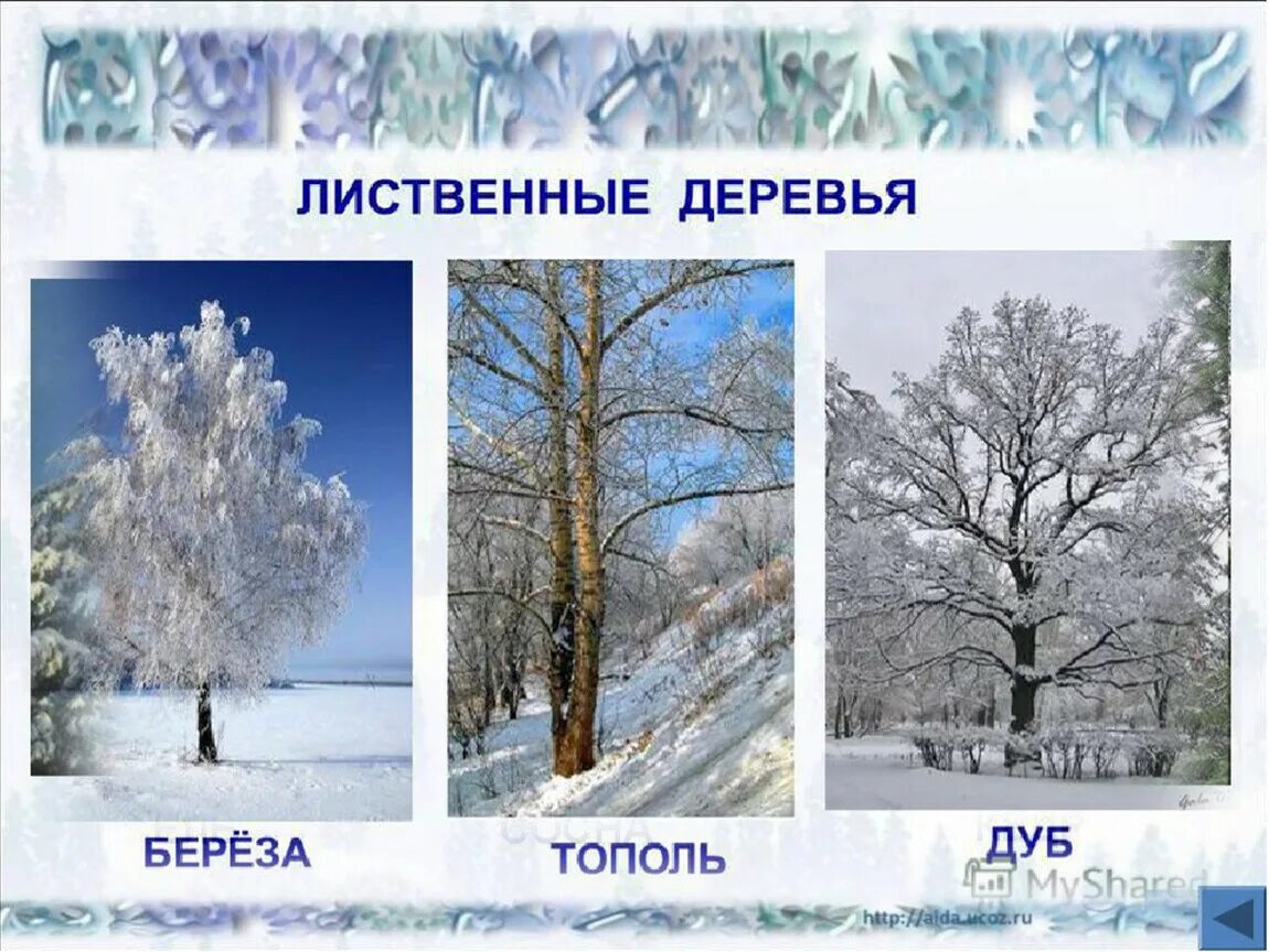 Что делают деревья зимой. Лиственные деревья зимой. лиственные деревья и кустарники зимой. лиственные растения зимой. зимние явления в неживой природе.