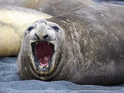 Seal перевод