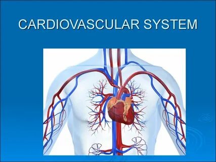 Cardiovascular system