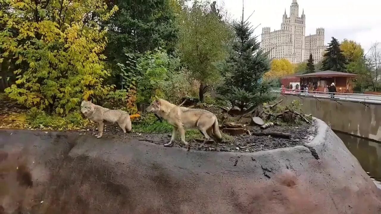 Московский зоопарк видел. Московский зоопарк волки. Вольер Волков Московский зоопарк. Московский зоопарк осень. Волки в зоопарке Москва.