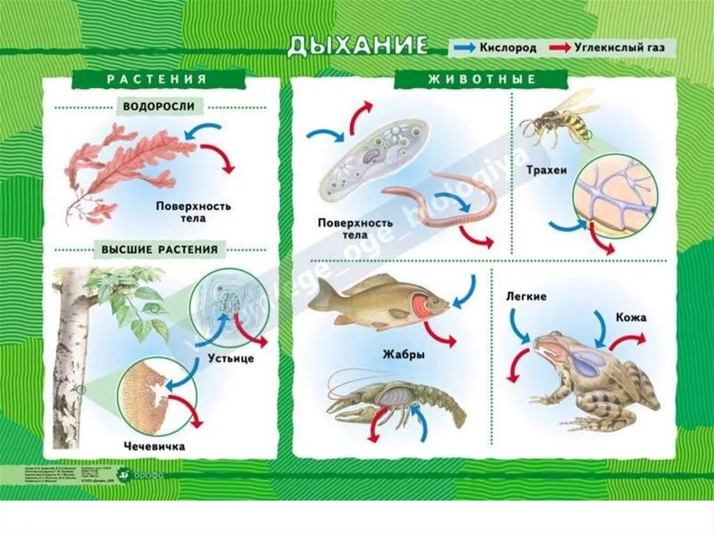 Типы дыхания животных 6 класс таблица. Дыхание живых организмов. Дыхание растений и животных. Виды дыхания живых организмов.