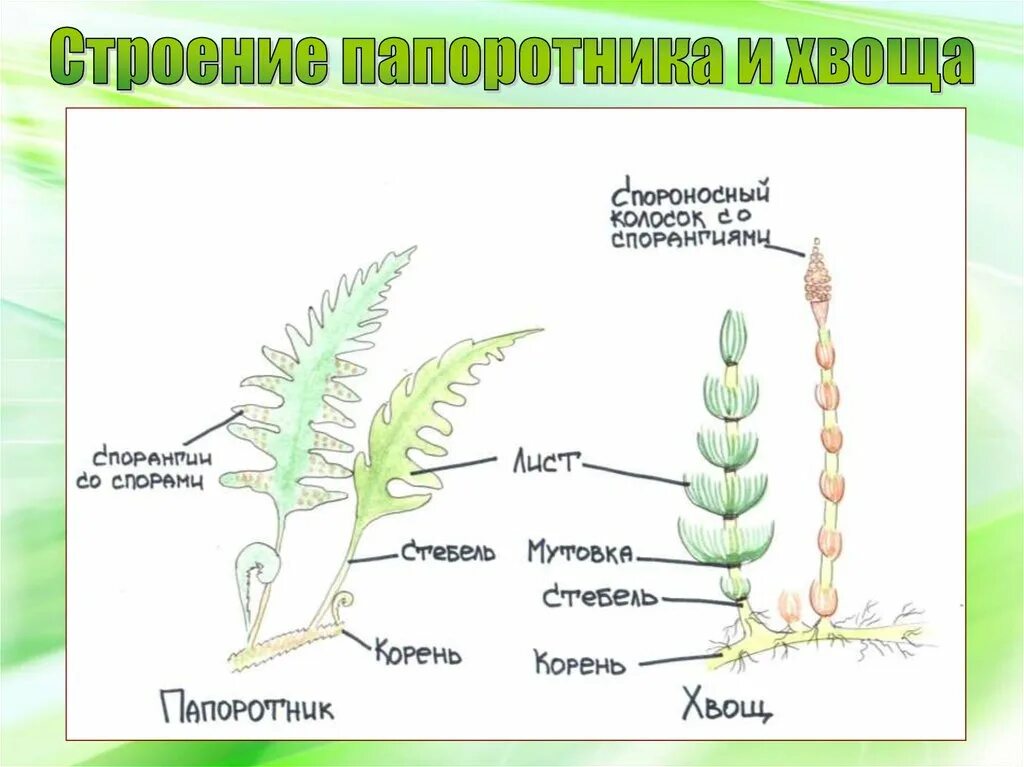 Спороносные побеги плауна. Строение папоротника биология. Строение хвоща полевого плауны папоротника. Строение спороносящего хвоща. Строение папоротника и хвоща.