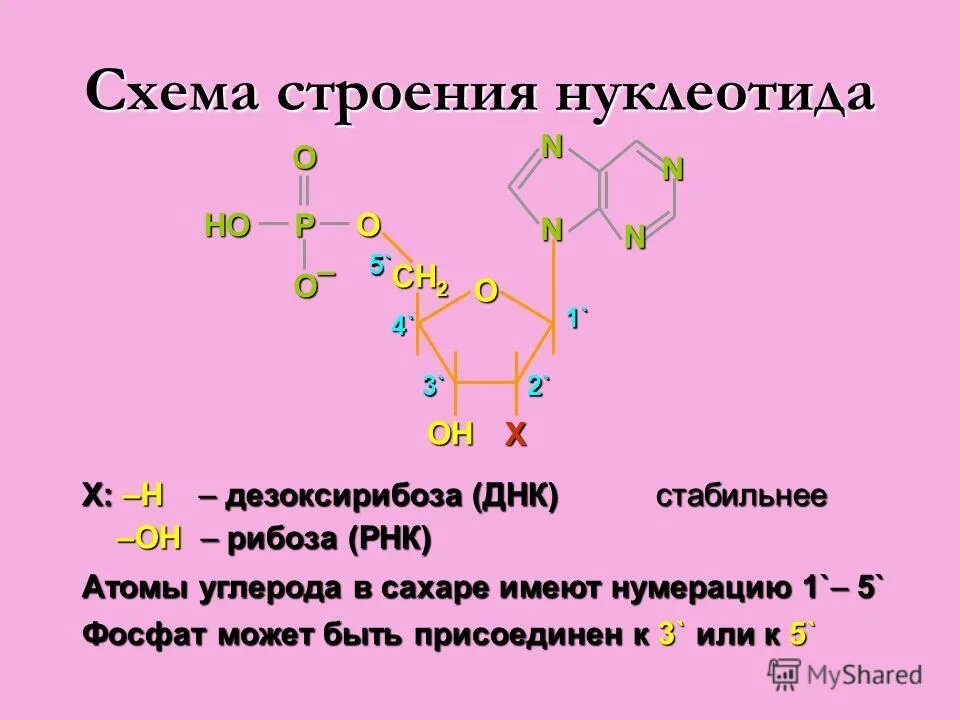 Строение нуклеотида. Схема нуклеотида. Дезоксирибоза в ДНК. Схема строения нуклеотида.