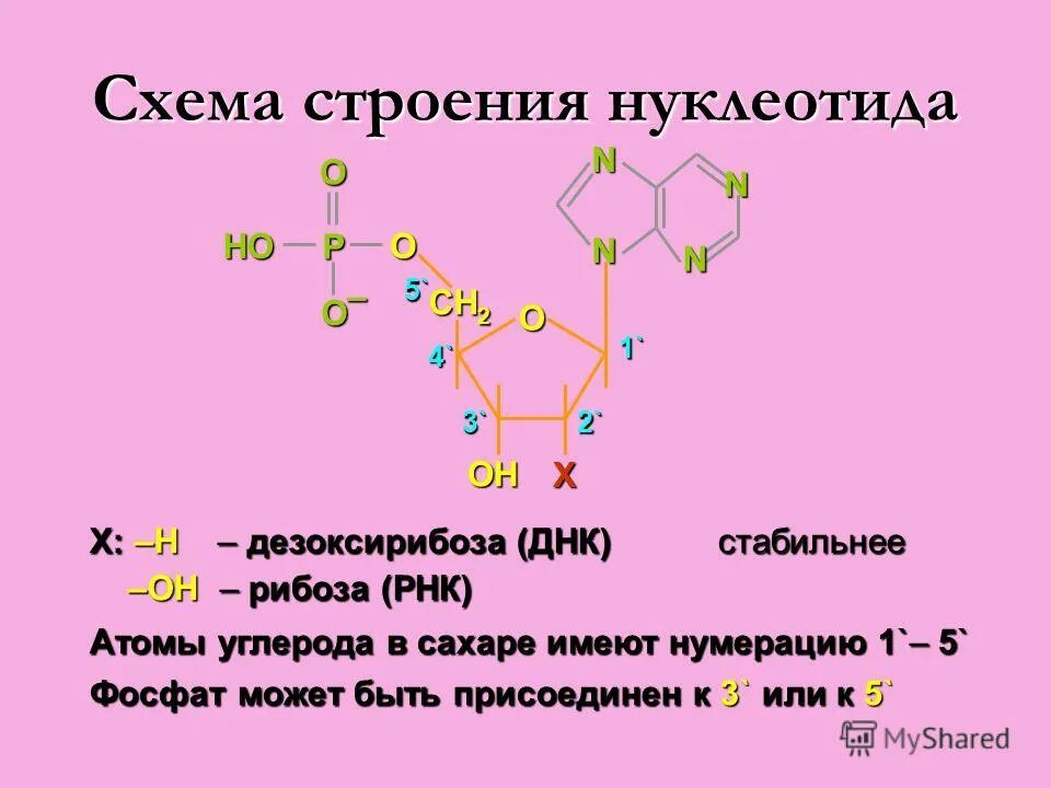 Строение нуклеотида. Схема нуклеотида. Дезоксирибоза в ДНК. Схема строения нуклеотида. Масса одного нуклеотида днк