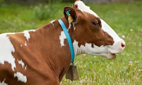 Cow bell