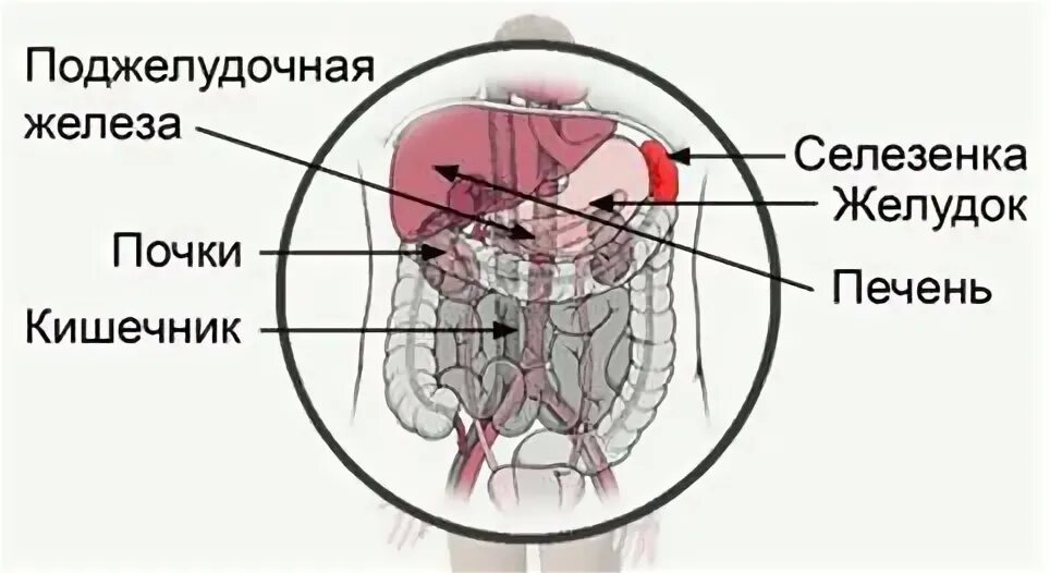 Брюшная полость анатомия строение внутренних органов. Расположение органов брюшной полости селезенка. Строение органов человека брюшной полости почки. Печень почки селезенка расположение. Где находятся почки и печень у человека