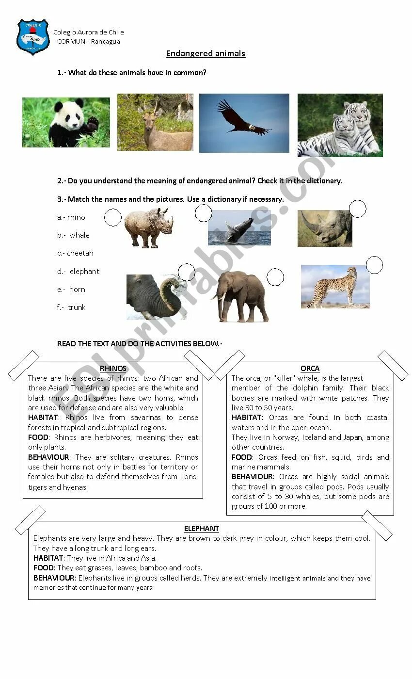 Match the words endangered. Endangered animals Worksheets. Endangered animals упражнения. Endangered animals Worksheets 8 класс. Animals in Danger Worksheet.