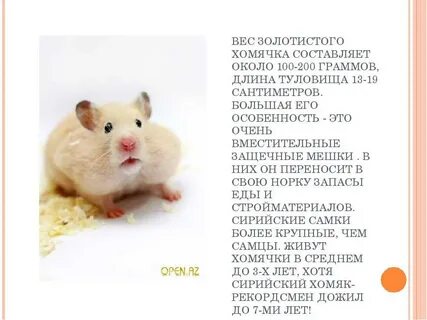Размеры взрослого хомяка