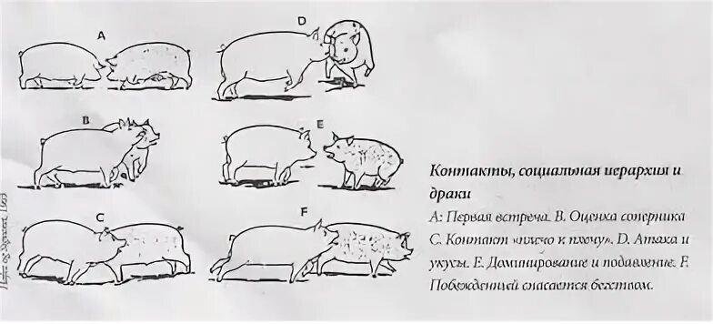 Отъем поросят. Кастрация свиней схема. Схема зарождения поросят. Поросята на разных стадиях развития. Оценка свиней