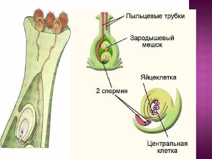 Двойное оплодотворение у растений открыл. Оплодотворение у цветковых растений. Двойное оплодотворение у цветковых растений. Схема двойного оплодотворения у растений. Двойное оплодотворение характерно для.