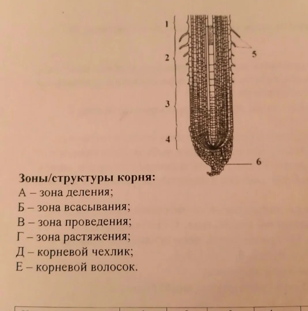 Зона деления корня ответ. Продольное сечение корня зона деления. Названия зон корня. Зоны участки корня. Зоны корня с обозначениями.