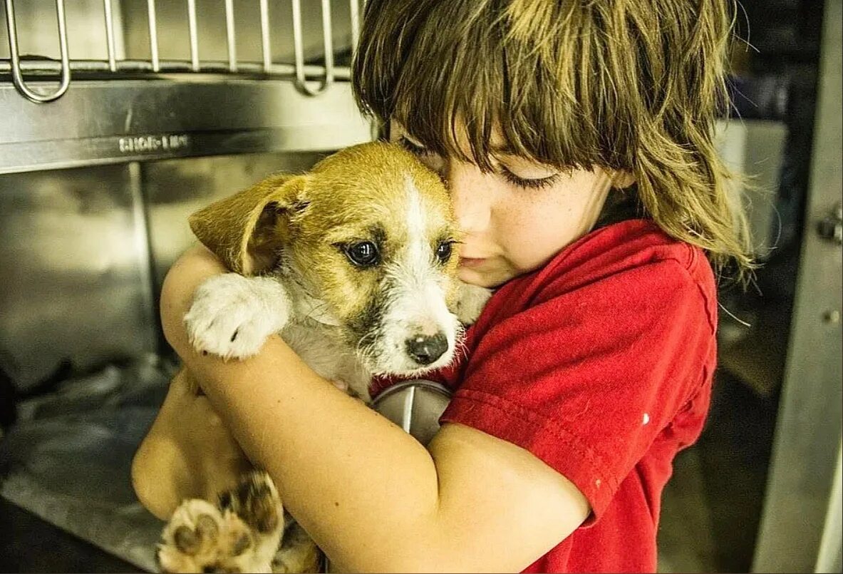 Дам собаку добрые. Всемирный день сострадани. Сострадание к животным. Милосердие к животным. Забота о животных.