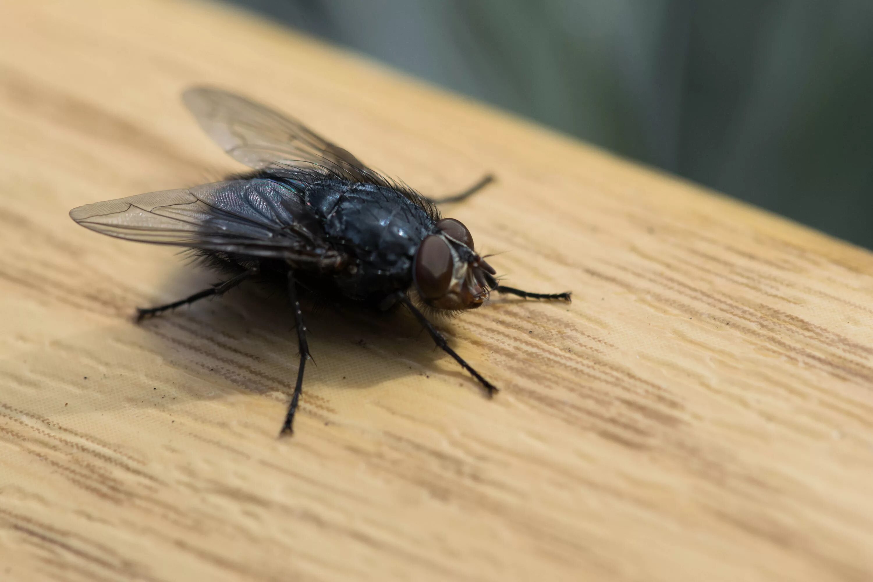 Почему мухи жужжат. Musca domestica комнатная Муха. Муха ЦЕЦЕ. Черная Муха. Большие черные мухи.