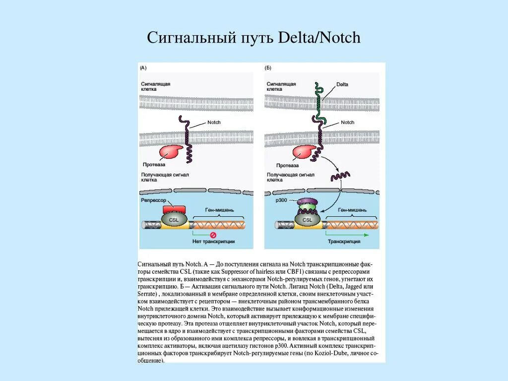 Сигнальный фактор это. Сигнальные пути генетика notch Delta. Delta notch сигнальный путь. Сигнальные пути в клетках. Путь передачи сигнала notch.