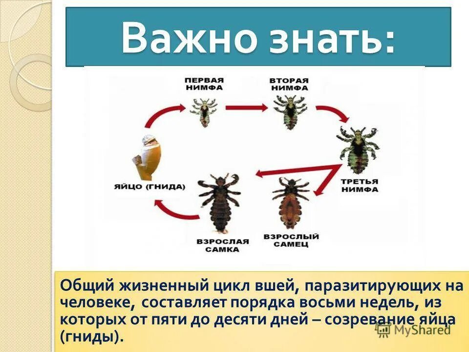 Вошь паукообразные относится. Цикл развития вшей головных. головная вошь цикл развития. стадии жизненного цикла вшей. жизненный цикл вши человеческой.