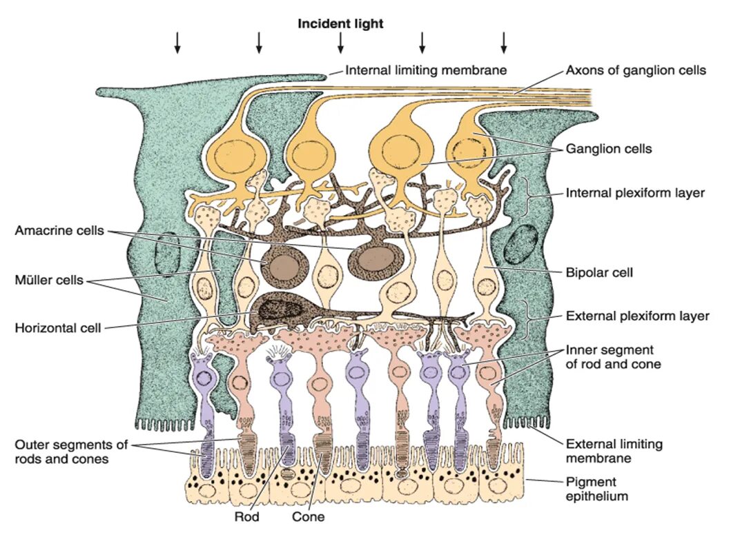 Клетки Мюллера в сетчатке. Клетки Мюллера сетчатка гистология. Строение сетчатки клетки Мюллера. Мюллеровы клетки сетчатки.