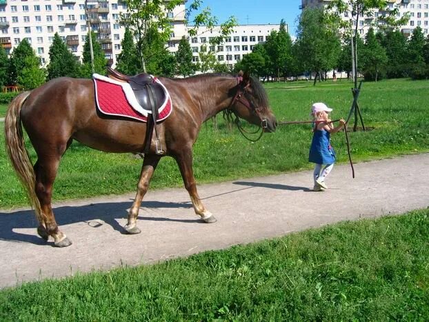 Лошадки для девочек. Лошадь настоящая. Покажи настоящих лошадей. Лошадь за 1000. Купить хороших лошадей