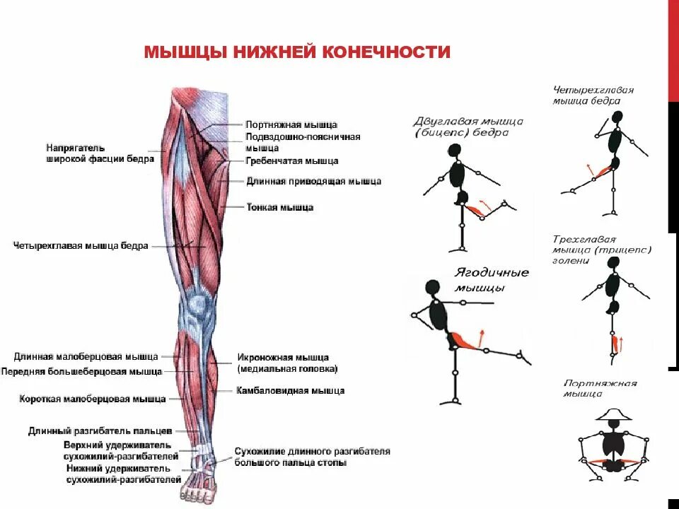 Функция движение нижней конечности