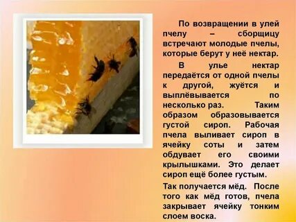 Откуда берется воск