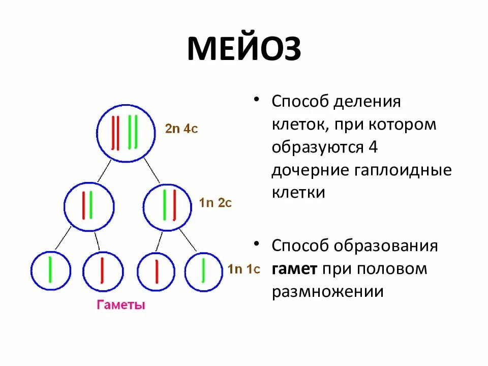 Мейозом размножаются клетки