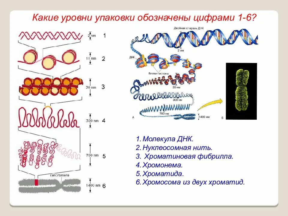 Фибрилла хромонема. Уровни упаковки ДНК. Хромонема хромосомы. Строение хромосомы.