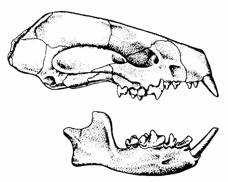 Формула зубов китообразных. Отряд Насекомоядные череп. Зубная система насекомоядных. Череп бурозубки зубная формула. Зубная система насекомоядных млекопитающих.