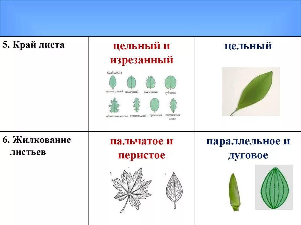 Жилкование покрытосеменных. Пальчатое и перистое жилкование листа. Перистое и пальчатое жилкование листьев. Жилкование покрытосеменных растений. Параллельное и дуговое жилкование листьев.