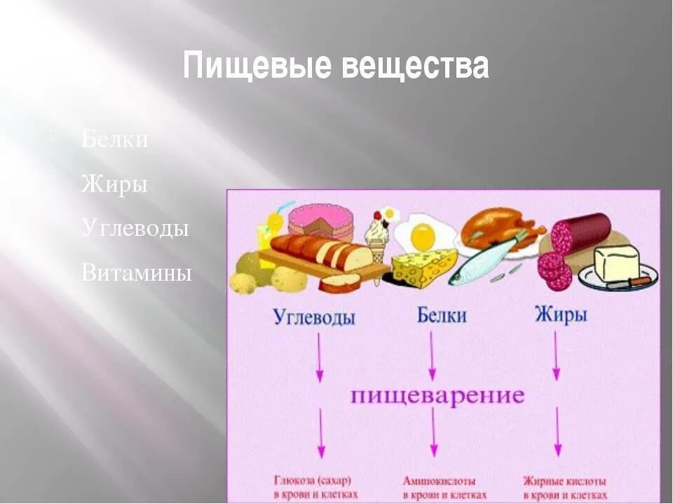 Белков жиров углеводов а также. Питательные вещества схема 8 класс биология. Схема питания белков жиров углеводов. Белки жиры углеводы и их роль в организме человека. Пищевые питательные вещества.