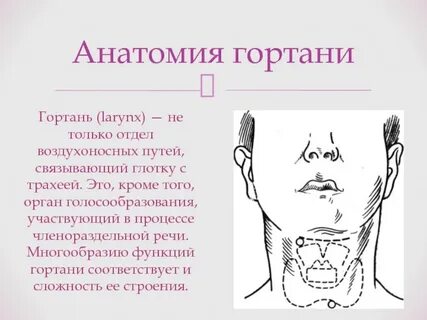 Гортань у мужчин
