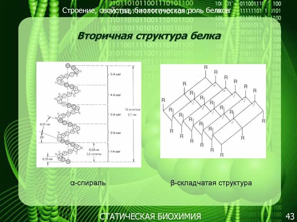 Биологическая роль и структура белка