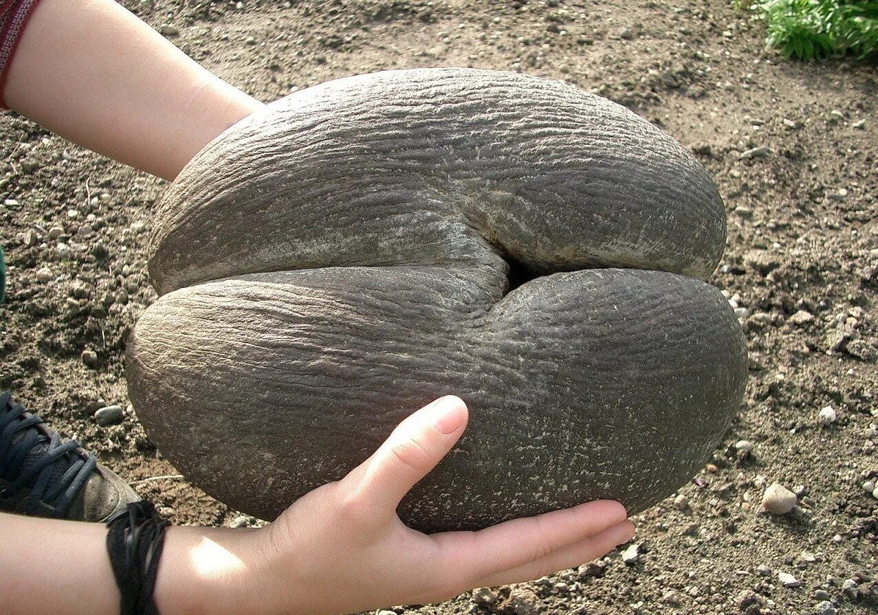 самый большой орех. плод сейшельской пальмы коко-де-мер. самый большой орех. самый большой орех. самый большой орех.