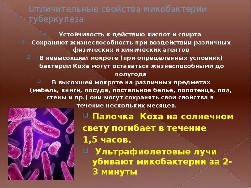 Какая бактерия является возбудителем туберкулеза. Устойчивость микобактерий туберкулеза. характеристика возбудителя туберкулеза. резистентность возбудителя туберкулеза. возбудитель туберкулеза и его характеристика.