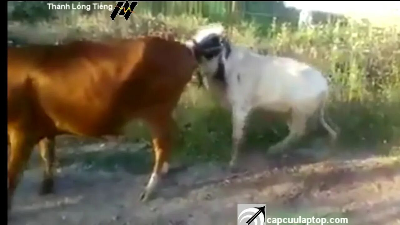 спаривания коровы с ослом. собаки спариваются. спаривание ослов слошадями. осел спаривается с лошадью. спаривание осла с лошадью.