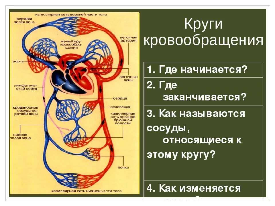 Таблица малого круга кровообращения. Большой круг кровообращения (БКК). Малый и большой круг кровообращения начинается. Малый и большой круг кровообращения 8 класс. Большой круг кровообращения начинается и заканчивается схема.