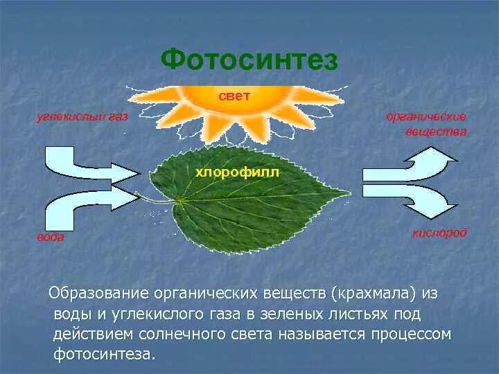 В результате фотосинтеза кислород