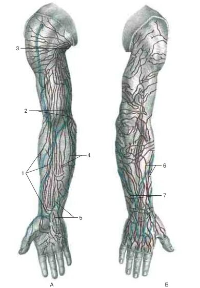 Локтевые лимфоузлы анатомия. Сосуды верхней конечности. Глубокие лимфатические сосуды предплечья. Локтевые лимфоузлы расположение. Лимфоузел на локте