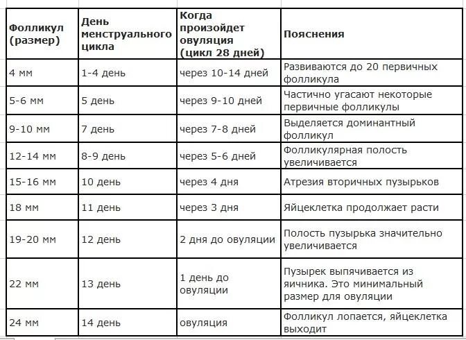 Толщина эндометрии для зачатия. Размер фолликула по дням цикла таблица. Размер фолликула по дням цикла таблица норма. Нормы фолликулов в яичниках по дням цикла нормы. Фолликулы по дням цикла норма таблица.