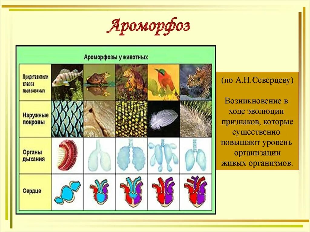 Ароморфоз крупные изменения в строении. Ароморфоз. Роморфозов. Ароморфозы живых организмов. Ароморфоз это в биологии.