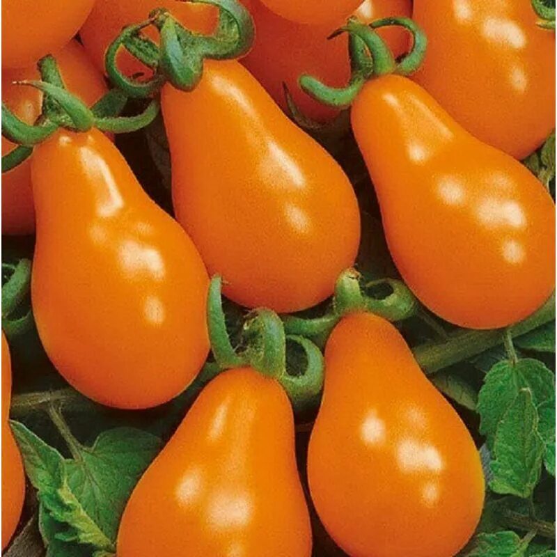 Pear tomato
