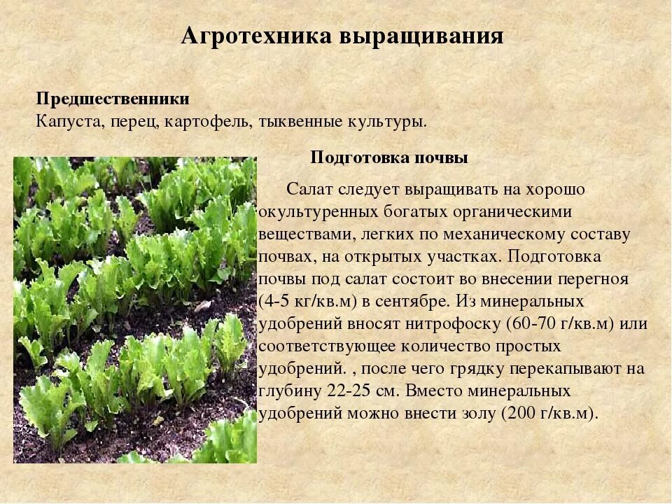 Машины для химической защиты растений классификация. Прополка огорода. Прополка сорных растений. Агротехнические приемы выращивания культурных растений. Агротехнический уход за растениями.
