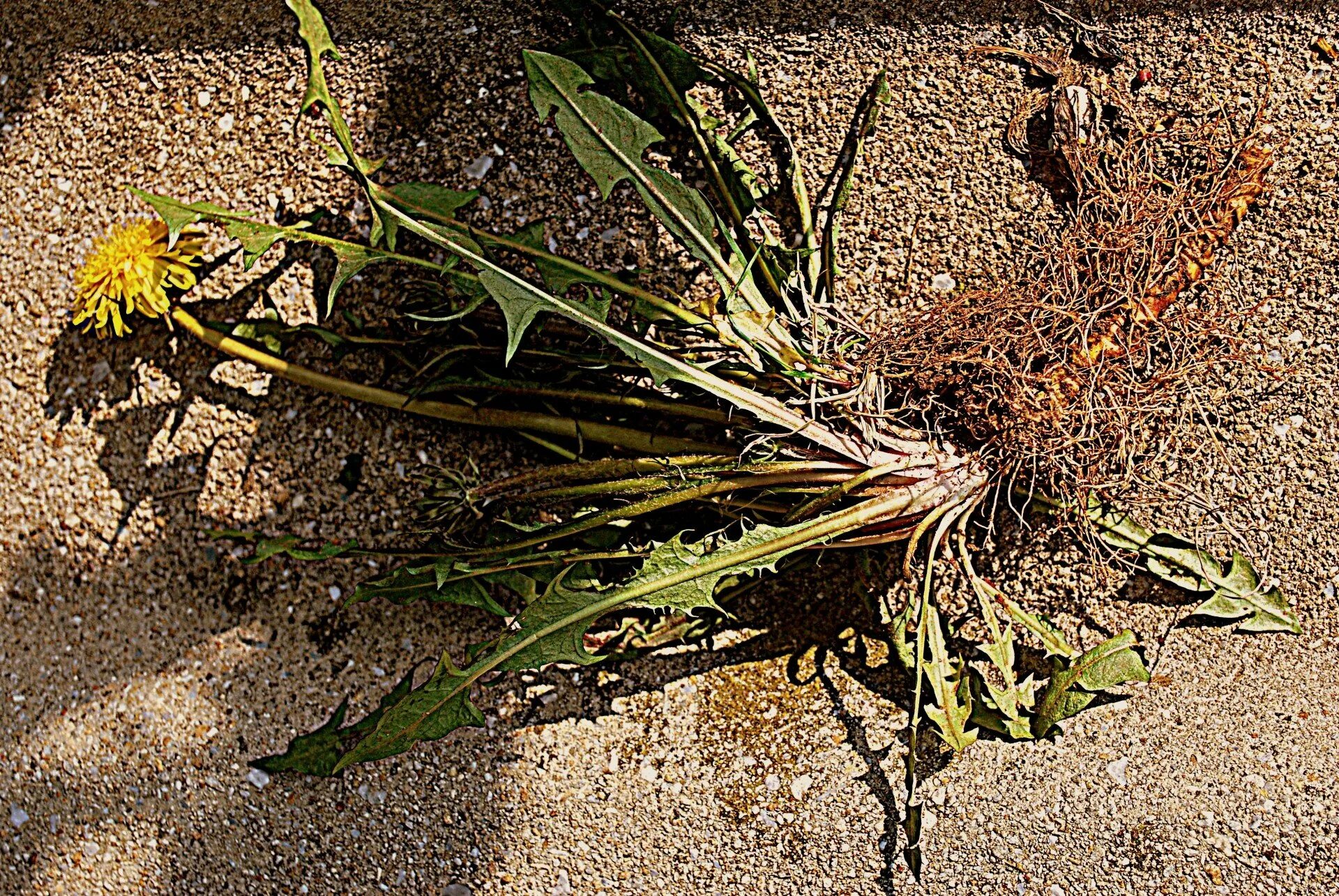 Гриб сорняк. Одуванчик лекарственный корень. Taraxacum officinale корень. Dandelion root - корень одуванчика. Пырей лопух и одуванчик.