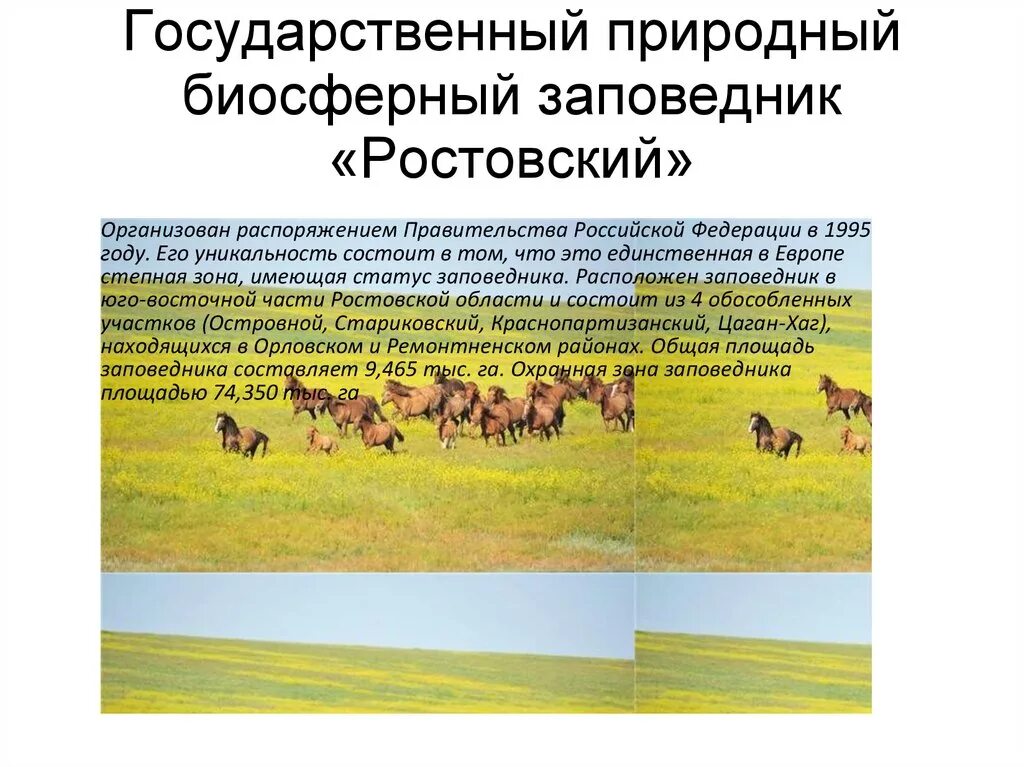 Ростовский природный биосферный заповедник. Государственный природный биосферный заповедник Ростовский проект. Заповедники Ростовской обл. Заповедник Ростовская заповедник Ростовского. Биосферный заповедник примеры